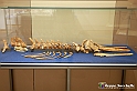 VBS_9132 - Museo Paleontologico - Asti